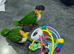 Hand reared Baby Black Headed Caiques