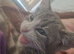 Beautiful Gray tabby and white Female kitten