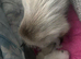 1 week ragdolls not ready for homes yet