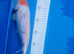 Mixed Japanese koi