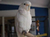 Full white cockatoo Glasgow
