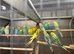 Budgies looking for new homes