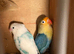Very beautiful love birds for sale
