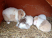 Mini lop female adult