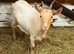 2 Golden Guernsey x Bagot Goats - 7 Months
