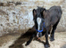 6 month old colt cob