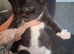 3 kittens
