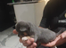 3 beautiful chihuahua puppie. 1 girl 2 boys