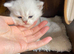 Silver pedigree British shorthair kittens