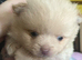 Pomeranian puppies,
