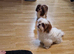 Shih tzu dogs
