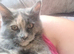 Maine coon girls