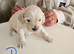 5 cockerpoo/Maltese puppies