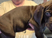 2 male puppies for sale £900