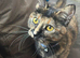Lilly-May tortoishell cat