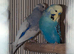 Budgies