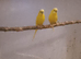 1 pair of budgies