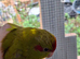 Kakariki males for sale