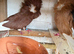 Breeding pairs of Jacobins