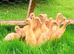 Off Heat/Outside GUARANTEED Female Indian Runner Ducklings