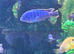 Cichlids mbuna x10