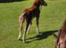 Registered Welsh Sec  C mare with foal at foot