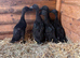 Cayuga ducklings for sale