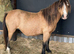 Unhandled mare