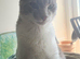 Greek Born Grey Tabby Cat Male Neutered