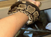 Standard Ball python