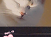 Bonded cats female and male father and daughter