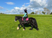 12.3hh cob mare 12 yrs. happy hacker