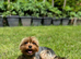 Yorkshire Terrier Puppy BOY