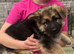 German Shepherd pups