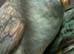 proven pair lineolated parakeets
