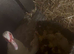 Muscovy ducklings