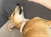 Daisy needs a new home