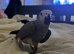 READY NOW STUNNING AFRICAN GREYS