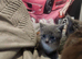 Domestic kittens