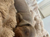 Miniature daschund pups