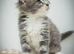 Maine coon kittens - Ready now