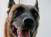 8 year old belgian malinois FIVE GENERATION ENHANCED PEDIGREE