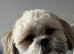 Lhasa Apso Girl (13 months)