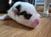 SIBERIAN HUSKY PUPS 1X MALE, 4 X FEMALE