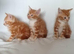 3 Male Kittens