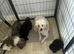 Adorable cockapoo puppies for sale
