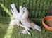 Kurdish pigeons