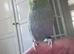 Beautiful Tame Male Parrotlet