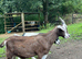 Pygmy goats castrated and billy in bl6