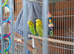 Budgies